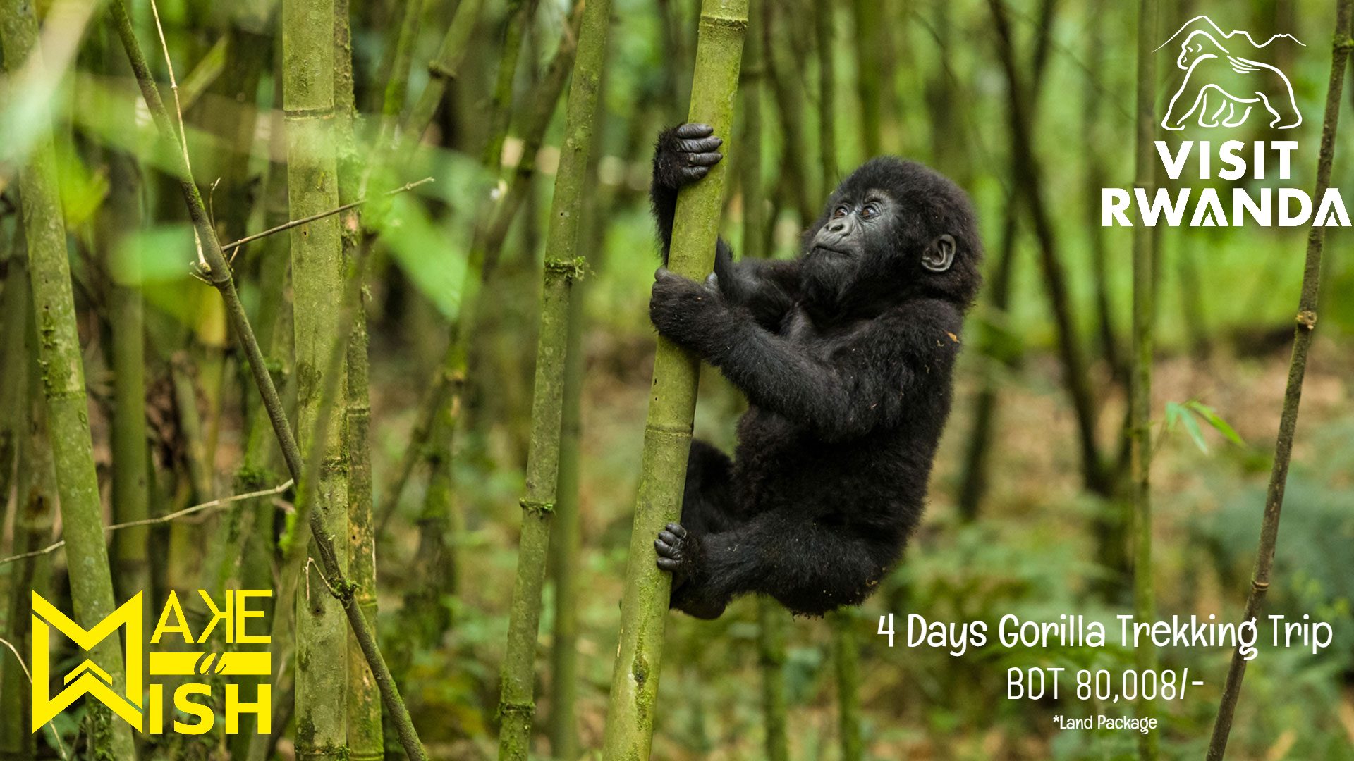 Visit RWANDA Gorilla Trekking Trip for 4 Days